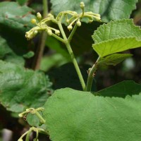 Cissus vitiginea L.